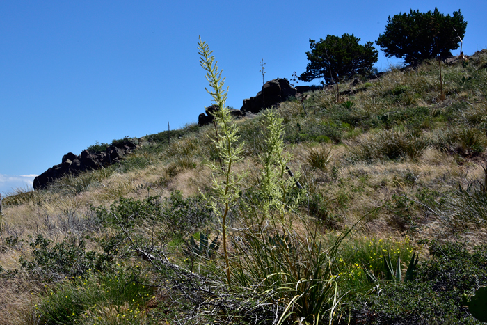 Beargrass grows is shallow, rocky hillsides, desert grasslands and oak and pinyon-pine communities. Nolina microcarpa was used by southwestern American indigenous peoples for food, materials and beverages in the same manner as they used plants from the genus Agave and Yucca. Nolina microcarpa Beargrass grows is shallow, rocky hillsides, desert grasslands and oak and pinyon-pine communities. Nolina microcarpa was used by southwestern American indigenous peoples for food, materials and beverages in the same manner as they used plants from the genus Agave and Yucca. Nolina microcarpa